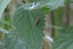 Harpella forficella