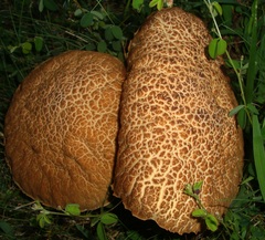 Leccinellum rugosiceps