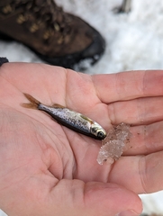 Richardsonius balteatus