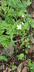 Cardamine californica