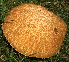 Leccinellum rugosiceps