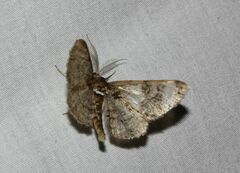 Cleora cinctaria