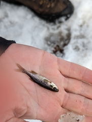 Richardsonius balteatus