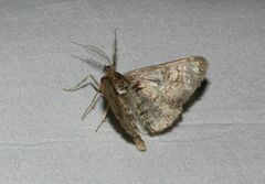 Cleora cinctaria