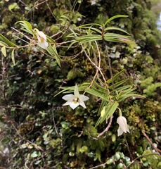 Dendrobium cunninghamii