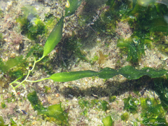 Caulerpa prolifera