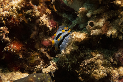 Phyllidia coelestis