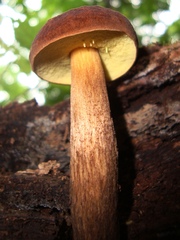 Leccinellum rugosiceps