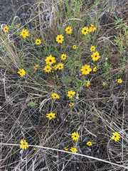 Coreopsis leavenworthii