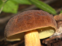 Leccinellum rugosiceps