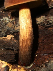 Leccinellum rugosiceps