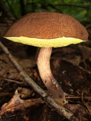 Leccinellum rugosiceps