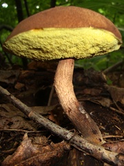 Leccinellum rugosiceps
