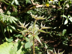 Aralia armata