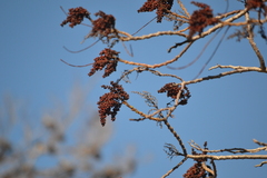 Rhus copallinum