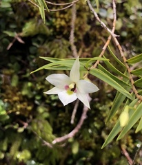 Dendrobium cunninghamii
