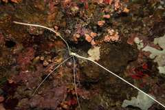 Panulirus versicolor