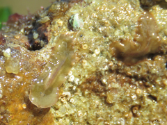 Enchiridium
