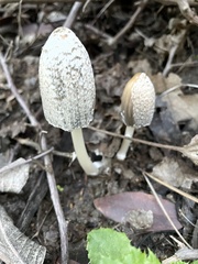 Coprinellus flocculosus