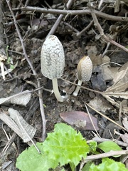 Coprinellus flocculosus