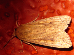 Mythimna separata