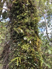 Dendrobium cunninghamii