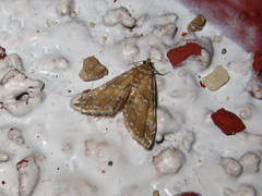 Elophila turbata