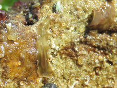 Enchiridium