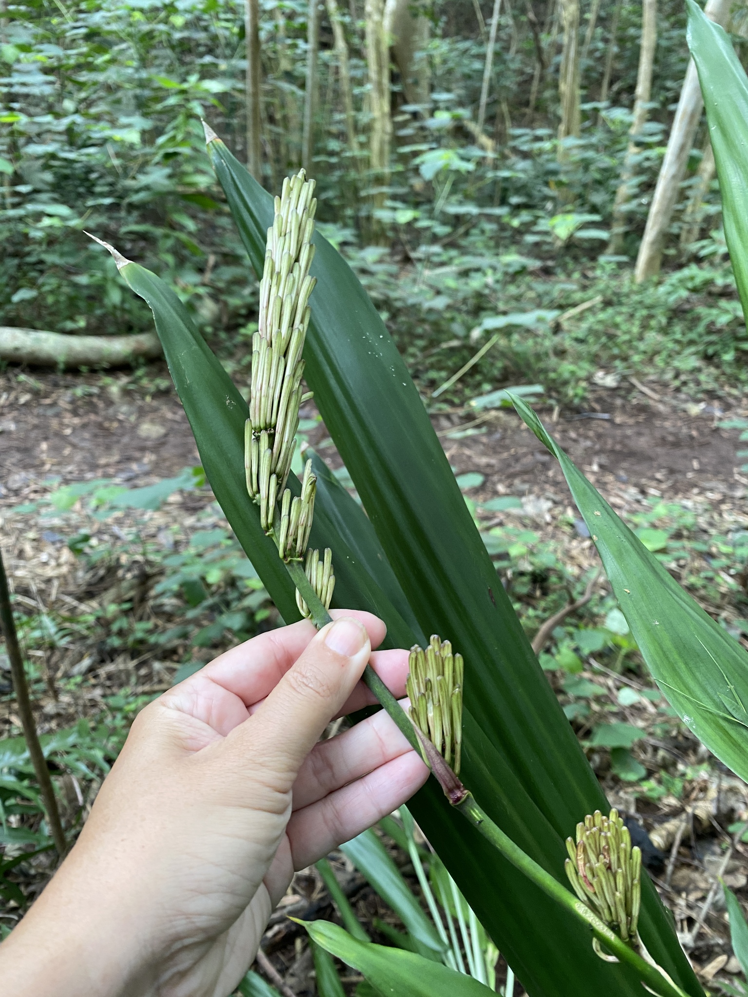 Lance Dracaena (Dracaena aubryana)  iNaturalist