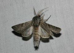 Dicranura ulmi