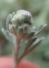 Artemisia glomerata