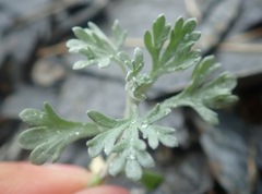 Artemisia glomerata