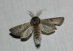 Dicranura ulmi