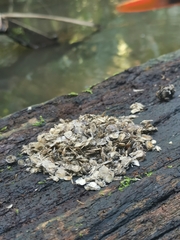 Lontra longicaudis