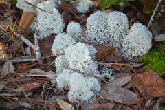 Cladonia evansii