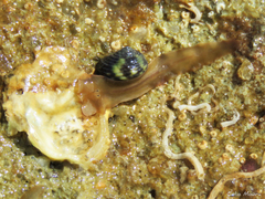 Enchiridium