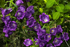 Campanula medium