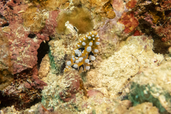 Phyllidia ocellata