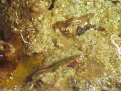 Enchiridium