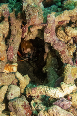 Odontodactylus scyllarus