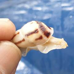 Drymaeus interpunctus