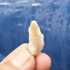 Drymaeus interpunctus