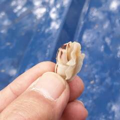 Drymaeus interpunctus