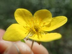 Potentilla pensylvanica