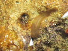 Enchiridium