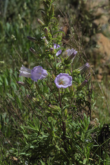 Campanula medium