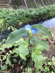 Commelina auriculata