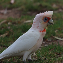 Cacatua tenuirostris