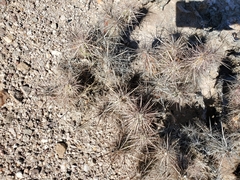 Grusonia kunzei