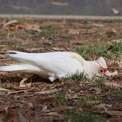 Cacatua tenuirostris